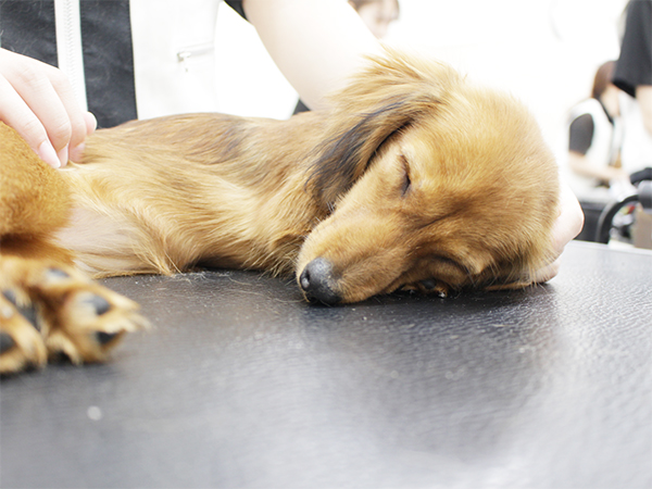 ☆お客様犬のトリミング☆